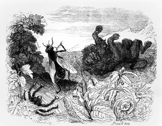 De leeuw en de mug, illustratie voor 